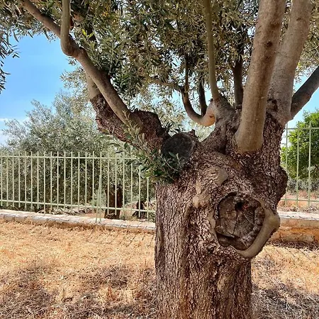 Pasithea * زيروبيغادو