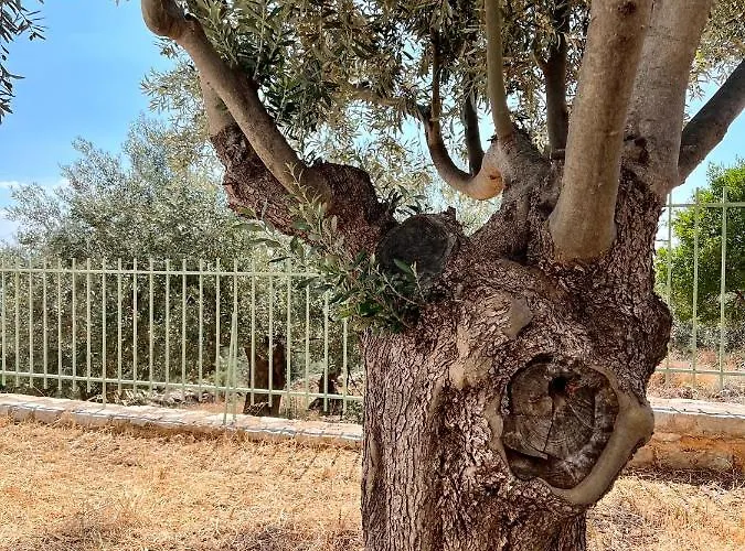 Pasithea * زيروبيغادو